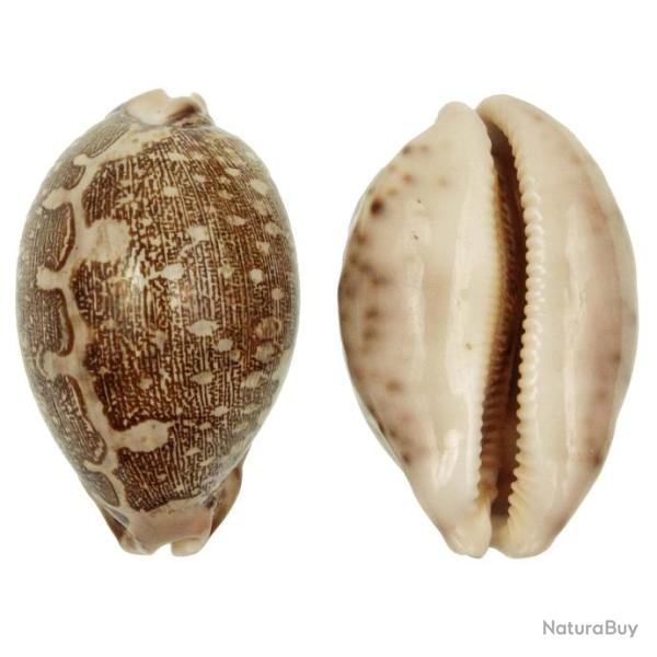 Coquillage cypraea mappa 6 � 8 cm