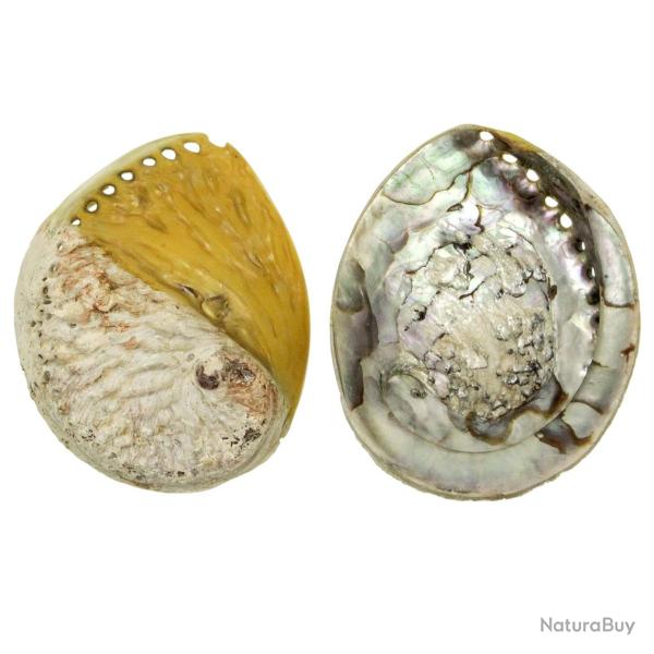 Coquillage haliotis mi-teint� jaune 12 � 15 cm