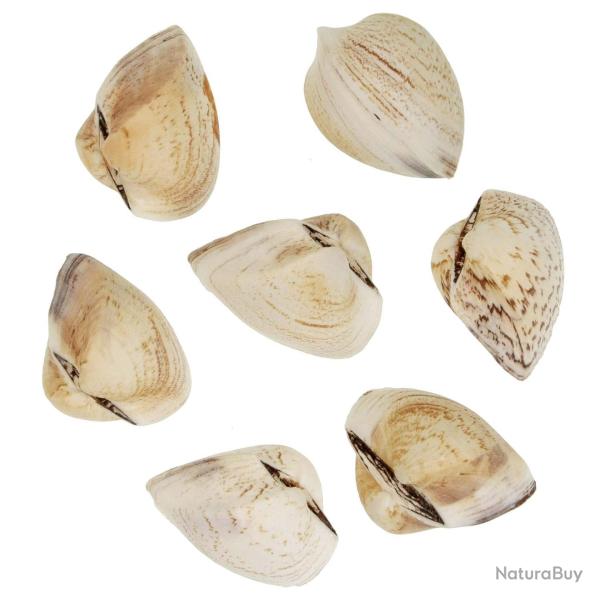 Coquillage spisula subtruncata 7 � 9 cm