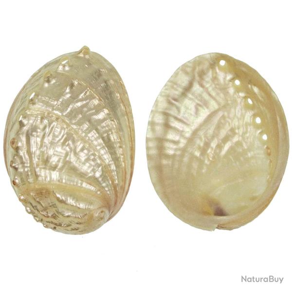 Coquillage haliotis discus nacr� 8 � 10 cm