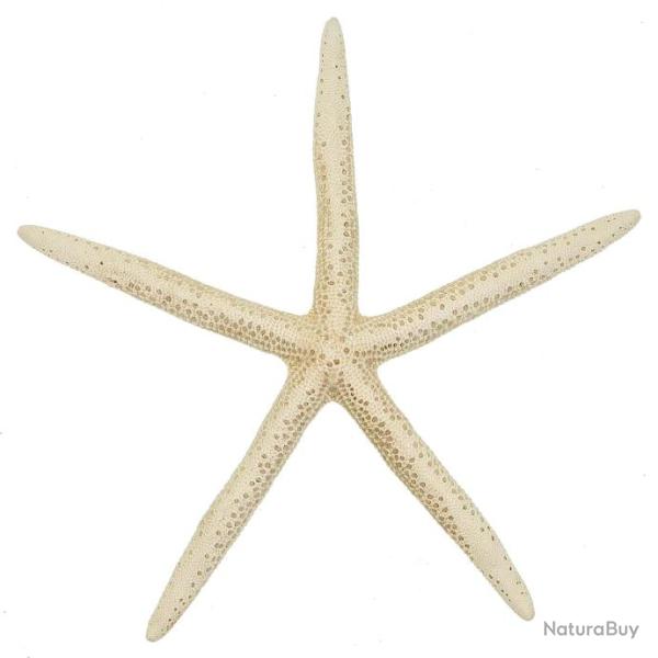 Etoile de mer linckia laevigata blanche 8 � 10 cm - Lot de 5