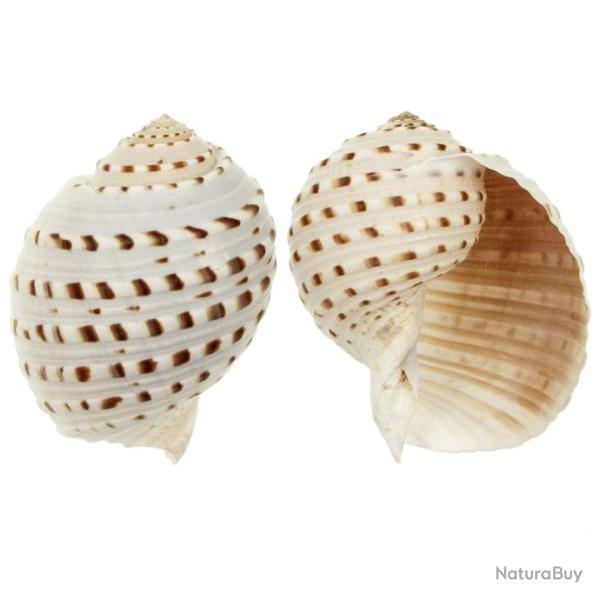 Coquillage tonna dolium 7 � 9 cm