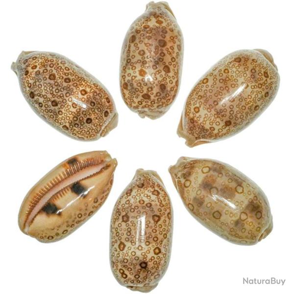 Coquillage cypraea argus 6 � 8 cm