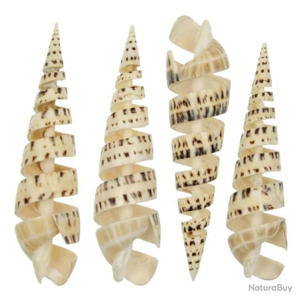 Coquillage terebra maculata poli d�coup� 13 � 15 cm