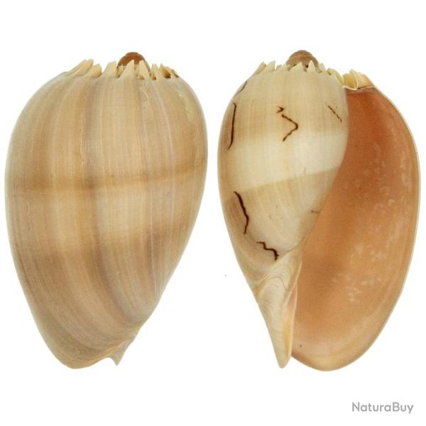 Coquillage voluta melo diadema 18 � 20 cm