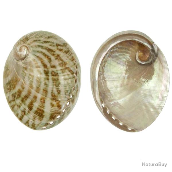 Coquillage haliotis laevigata vert nacr� 12 � 14 cm