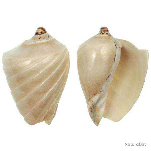 Coquillage voluta nobilis taill� et poli 11 � 13 cm