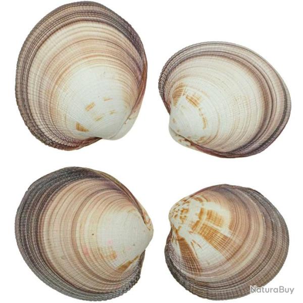 Coquillage codakia maximus entier 7 � 9 cm