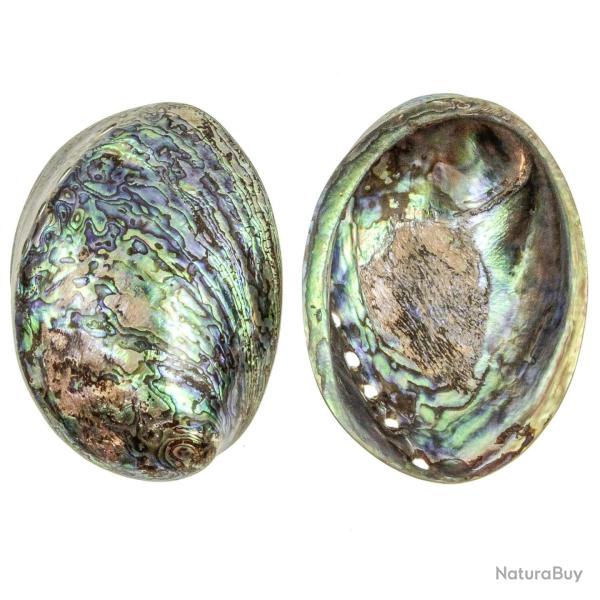 Coquillage haliotis abalone paua poli 13 � 15 cm