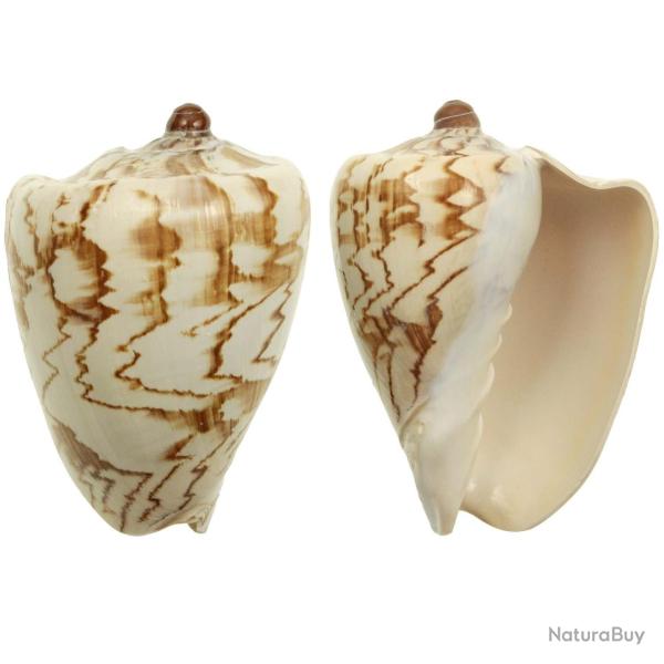 Coquillage voluta nobilis 9 � 11 cm