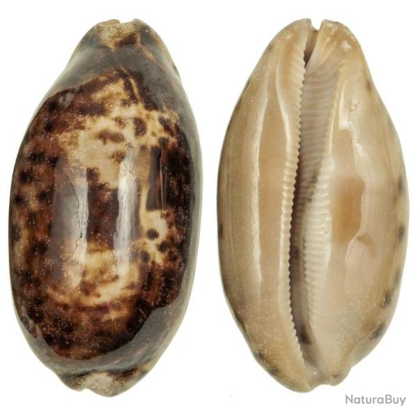 Coquillage cypraea testudinaria 7 � 9 cm