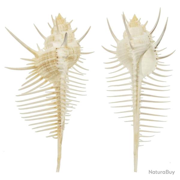 Coquillage murex pecten 10 � 12 cm