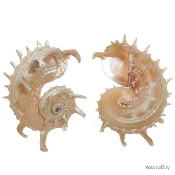 Coquillage angaria imp�rialis nacr� 5 � 6 cm