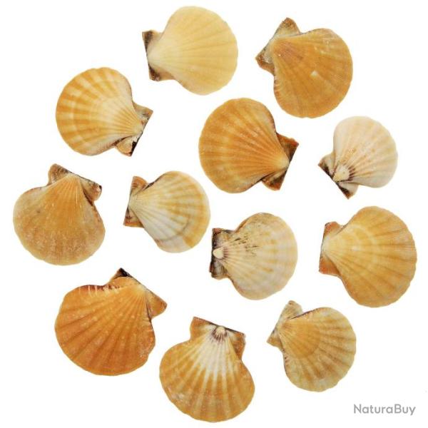 Coquillages pecten vexillium oranges entiers 4 � 5 cm - Lot de 2
