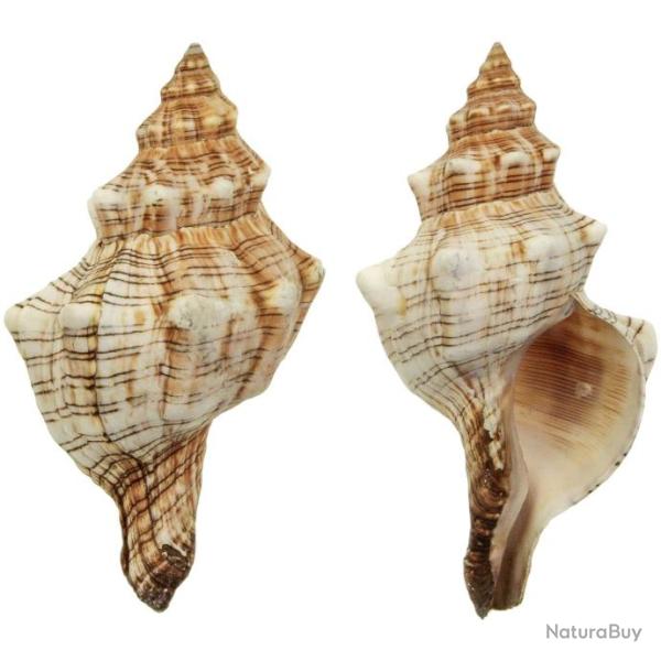 Coquillage fasciolaria trapezium 9 � 11 cm