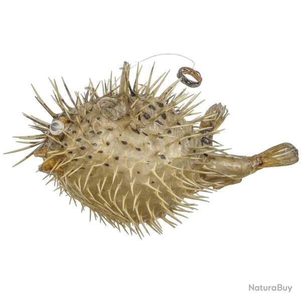 Poisson diodon holocanthus 8  12 cm