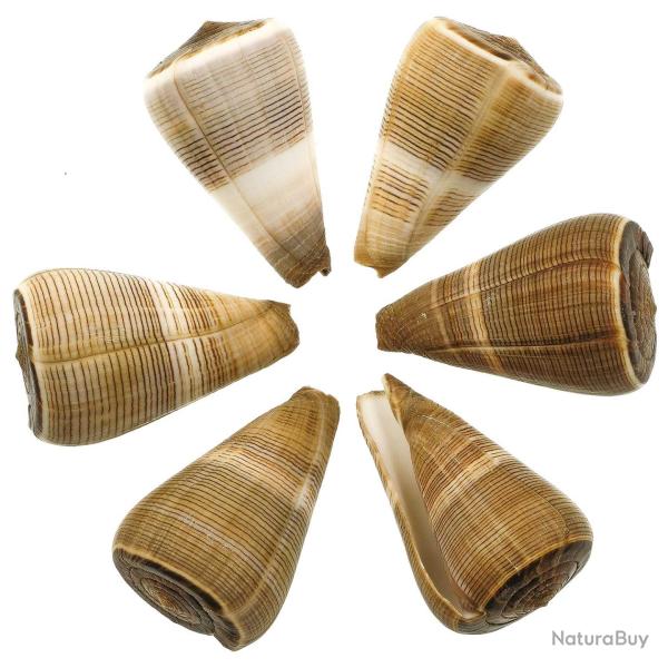 Coquillage conus figulinus 5 � 7 cm - Lot de 2