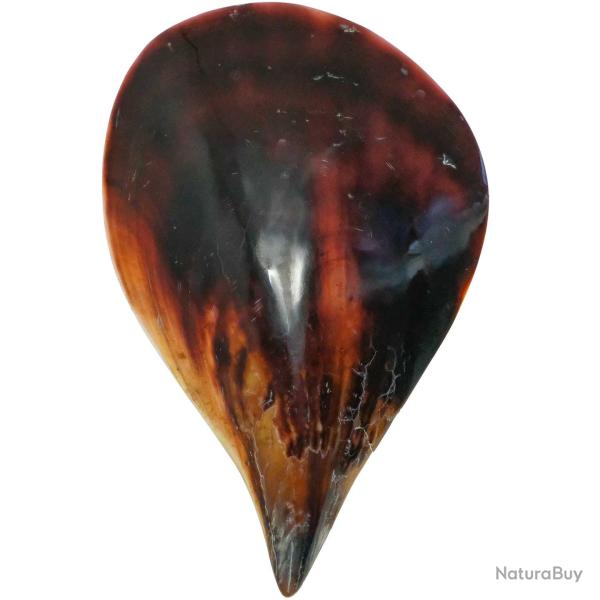 Coquillage atrina vexillum poli 15 � 18 cm