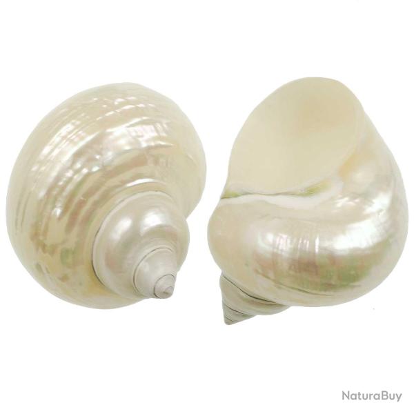 Coquillage turbo nacar 7 � 9 cm
