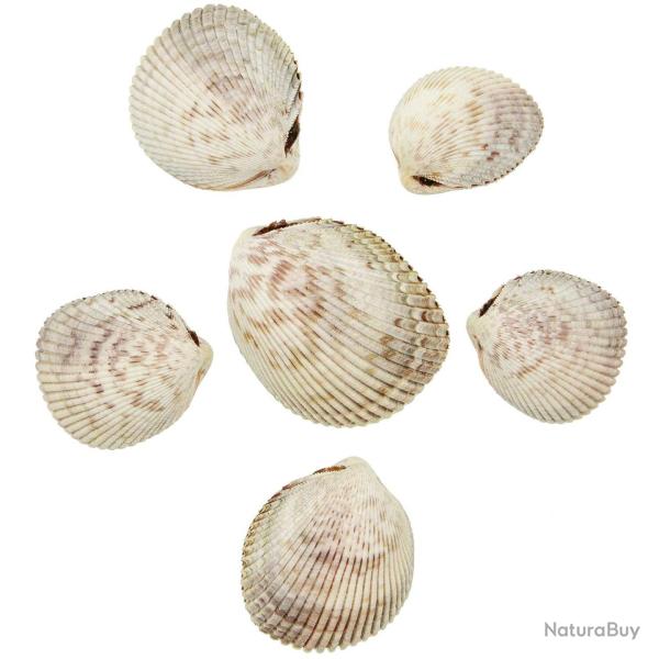 Coquillage trachycardium egmontianum entier 8 � 10 cm