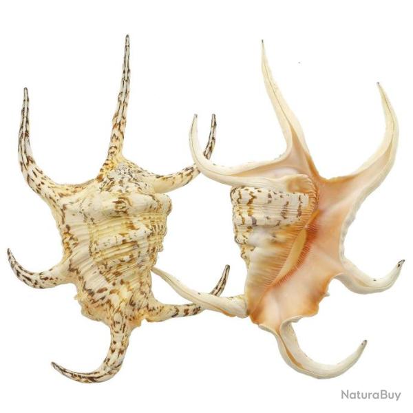Coquillage lambis chiragra 18 � 20 cm