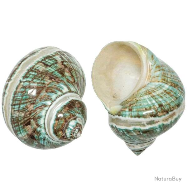 Coquillage turbo jade poli � bandes nacr�es 10 � 12 cm