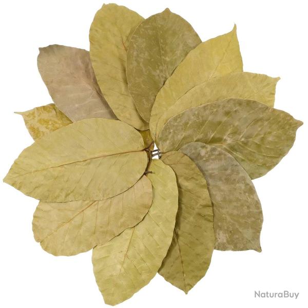 Feuilles de sal 20 cm - Lot de 50