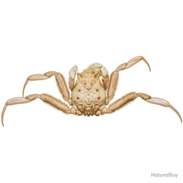 Crabe homola orientalis naturalis� 3.5 � 4 cm