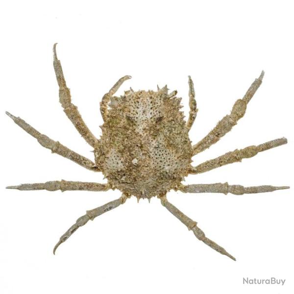 Crabe tide naturalis� 4.5 � 5 cm