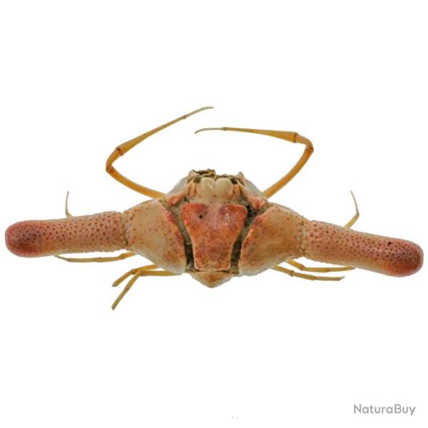 Crabe cylindricus naturalis� 5.5 � 6 cm