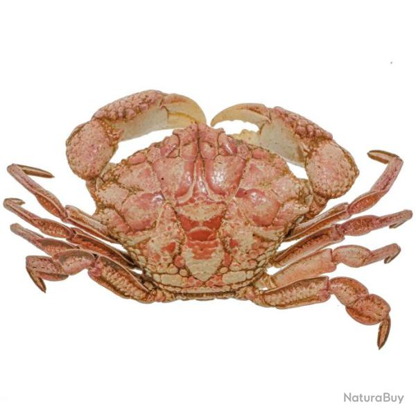 Crabe des sables naturalis� 5 � 6 cm