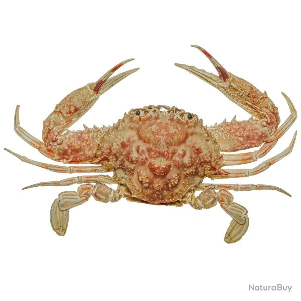 Crabe bordeaux naturalis� 6.5 � 7.5 cm
