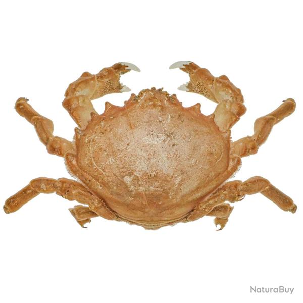 Crabe dromia personata naturalis� 11 � 13 cm