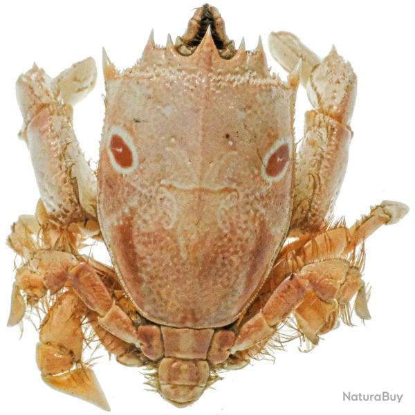 Crabe notopus naturalis� 5 � 6 cm