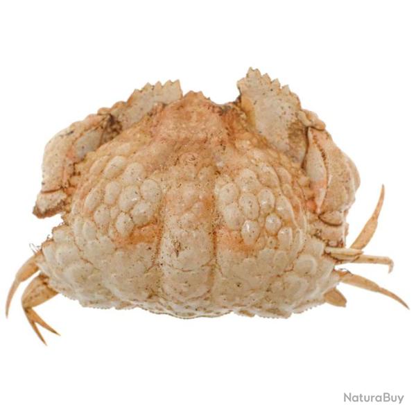 Crabe globuleux naturalis� 4 � 5 cm