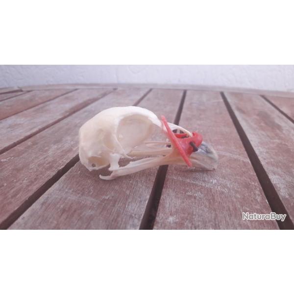 Crne de faisan avec lunette anti-cannibalisme