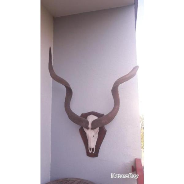 Troph�e de Grand Kudu ; Tragelaphus strepsiceros