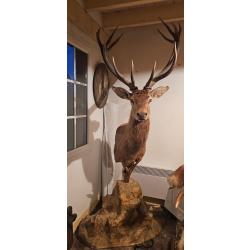 Troph&eacute;e de cerf sur rocher