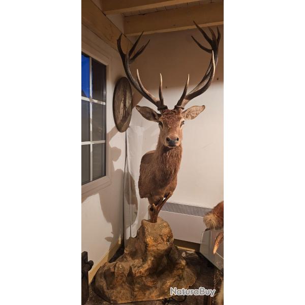 Troph�e de cerf sur rocher