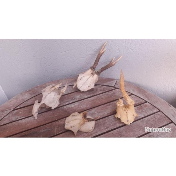 Lot de 4 massacres de chevreuil t�te bizarde