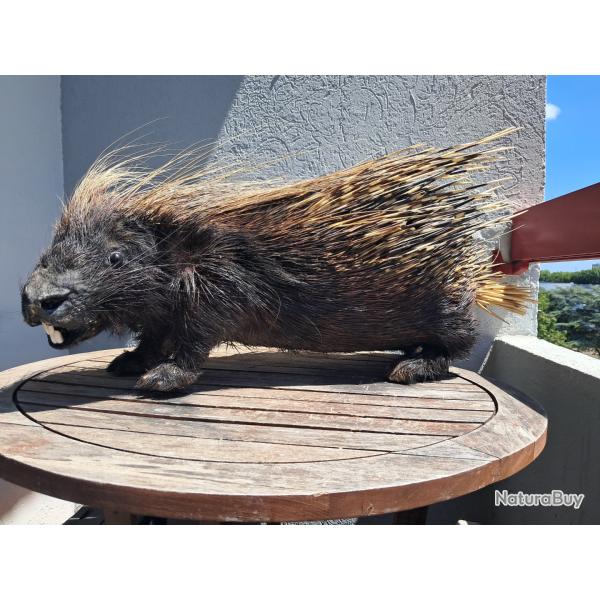 Taxidermie de Porc �pic Africain ; Hystrix cristata