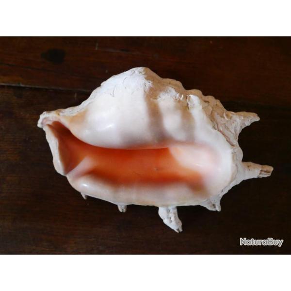 Coquillage Lambis truncata