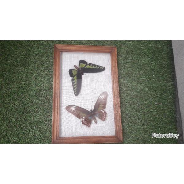 Couple de papillon Trogonoptera brookiana �sous cadre vintage