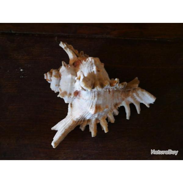 Lambis araign�e - Lambis lambis