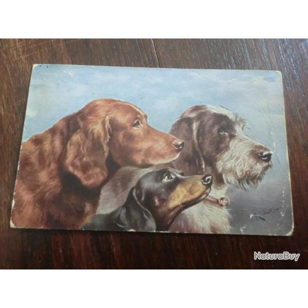 CP  ANIMALIER  SETTER