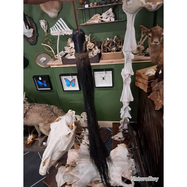 Queue de Gnou bleu naturalis�e ; Connochaetes taurinus #LM26