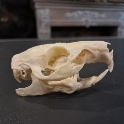 Cr&acirc;ne de cochon d'Inde #1004(1)
