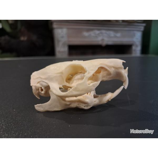 Cr�ne de cochon d'Inde #1004(1)