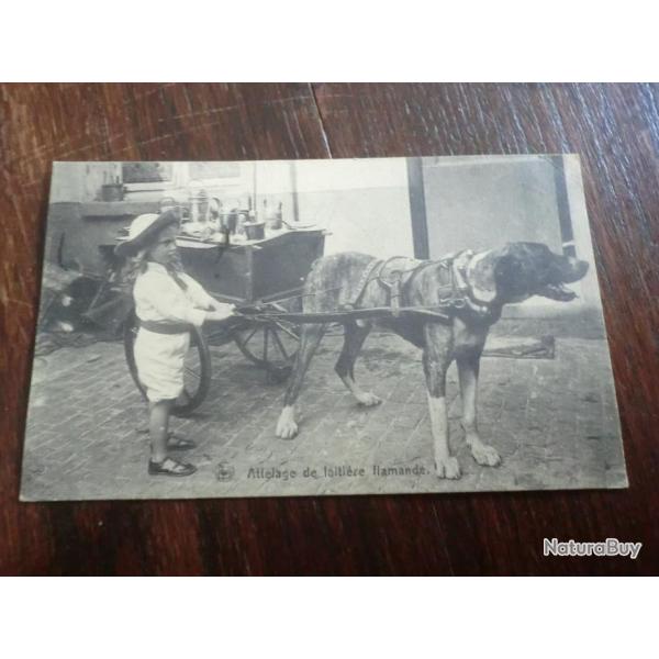 CP ATTELAGE DE  LAITIERES  FLAMANDES