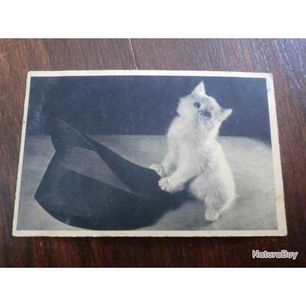CP  ANIMALIER CHATON